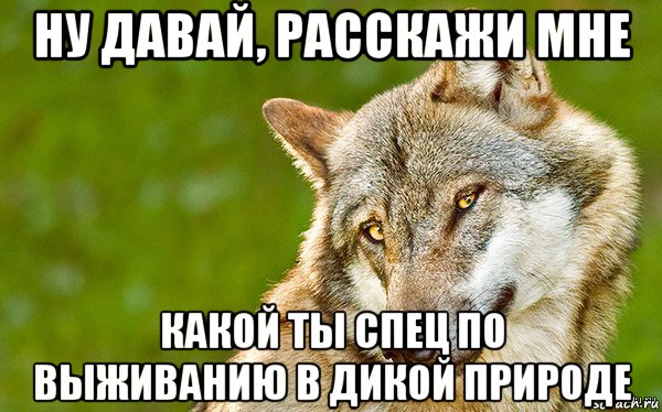 ну давай, расскажи мне какой ты спец по выживанию в дикой природе, Мем   Volf