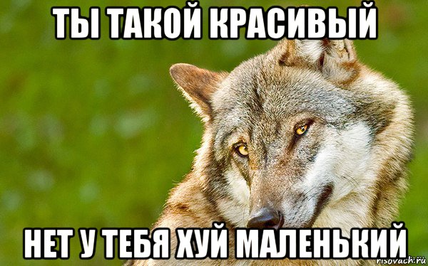 ты такой красивый нет у тебя хуй маленький, Мем   Volf