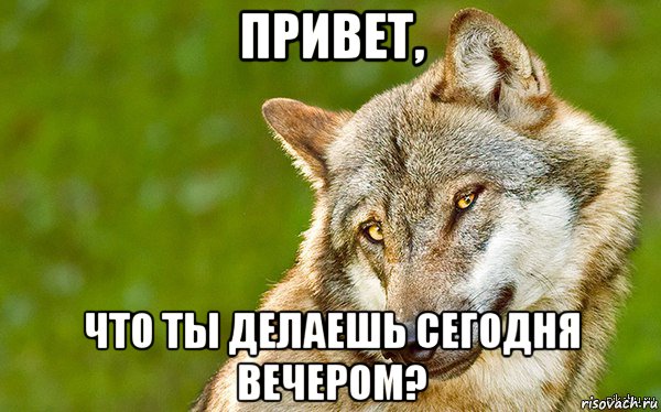 привет, что ты делаешь сегодня вечером?, Мем   Volf