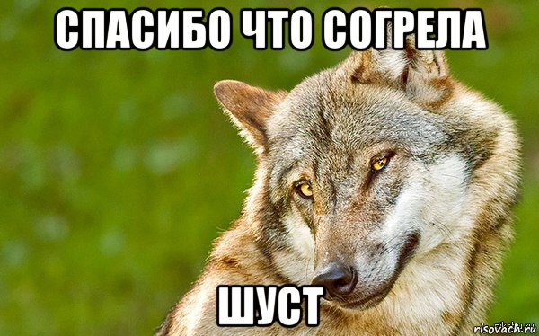 спасибо что согрела шуст, Мем   Volf