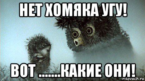 нет хомяка угу! вот .......какие они!