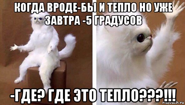 когда вроде-бы и тепло но уже завтра -5 градусов -где? где это тепло???!!!, Мем Чучело кота