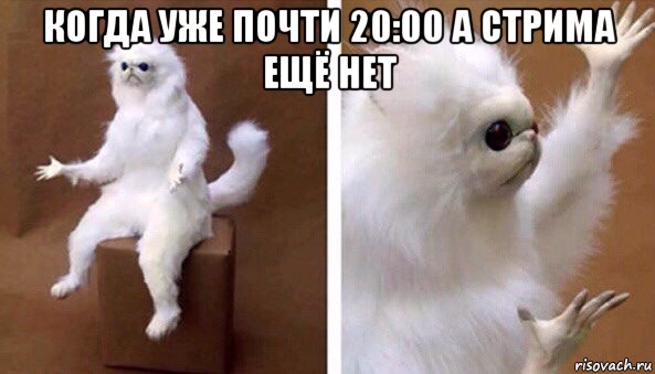 когда уже почти 20:00 а стрима ещё нет , Мем Чучело кота