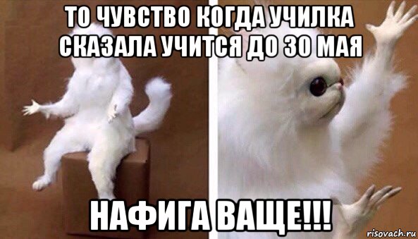 то чувство когда училка сказала учится до 30 мая нафига ваще!!!, Мем Чучело кота