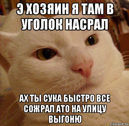 э хозяин я там в уголок насрал ах ты сука быстро все сожрал ато на улицу выгоню, Мем Дерзкий котэ