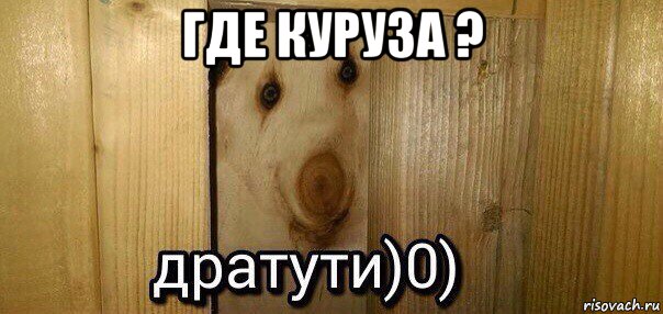 где куруза ? 