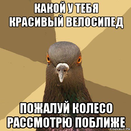 какой у тебя красивый велосипед пожалуй колесо рассмотрю поближе, Мем голубь
