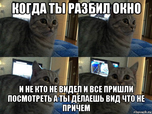 когда ты разбил окно и не кто не видел и все пришли посмотреть а ты делаешь вид что не причем, Мем  Кот в шоке