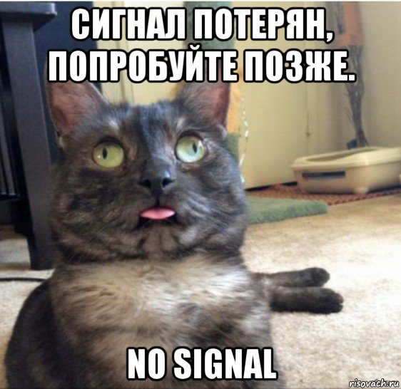 сигнал потерян, попробуйте позже. no signal, Мем   Кот завис