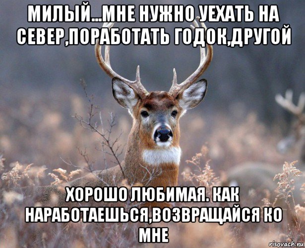 милый...мне нужно уехать на север,поработать годок,другой хорошо любимая. как наработаешься,возвращайся ко мне, Мем   Наивный олень