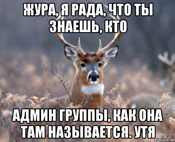 жура, я рада, что ты знаешь, кто админ группы, как она там называется. утя, Мем   Наивный олень