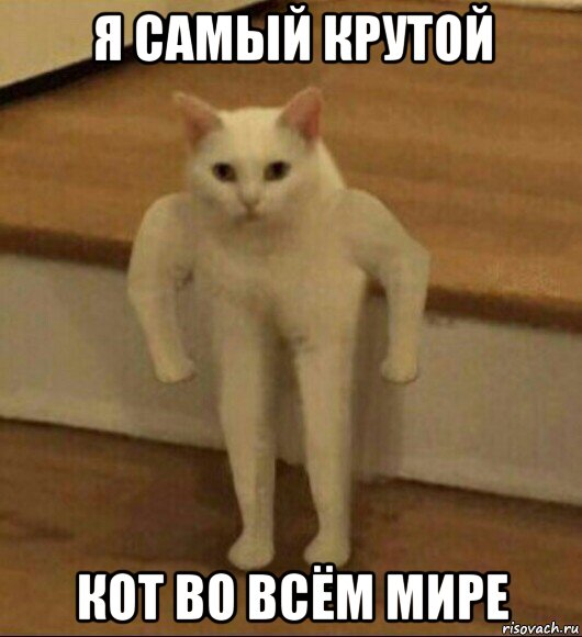 я самый крутой кот во всём мире