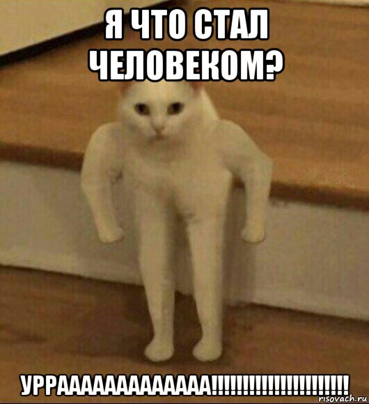 я что стал человеком? уррааааааааааааа!!!!!!!!!!!!!!!!!!!!!!, Мем  Полукот