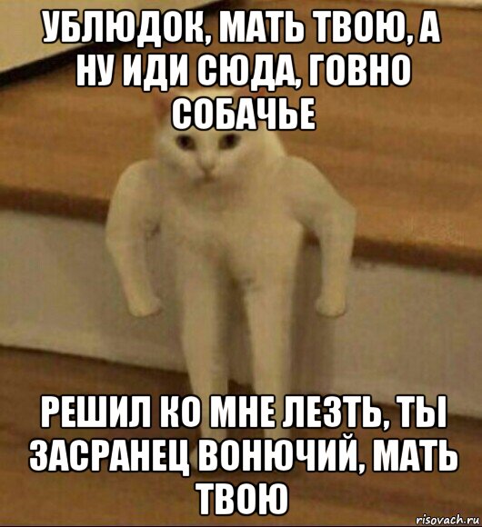 ублюдок, мать твою, а ну иди сюда, говно собачье решил ко мне лезть, ты засранец вонючий, мать твою, Мем  Полукот