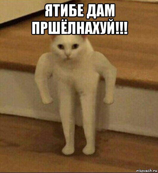 ятибе дам пршёлнахуй!!! , Мем  Полукот