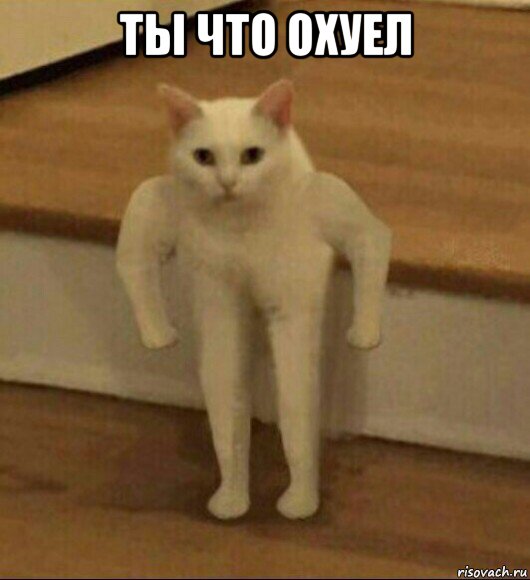 ты что охуел , Мем  Полукот