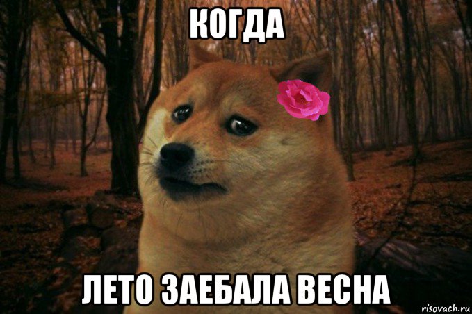 когда лето заебала весна, Мем  SAD DOGE GIRL