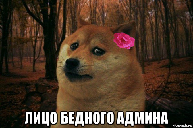  лицо бедного админа, Мем  SAD DOGE GIRL