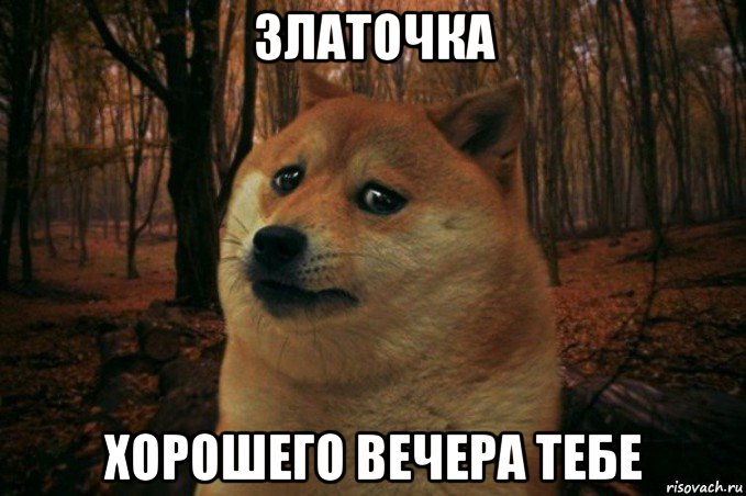 златочка хорошего вечера тебе, Мем SAD DOGE