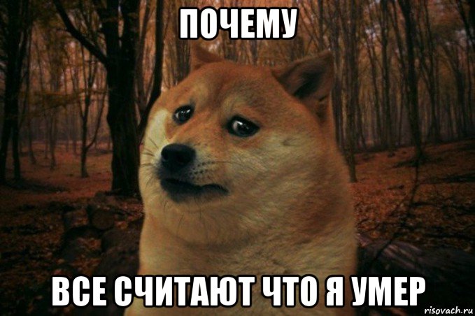 почему все считают что я умер, Мем SAD DOGE