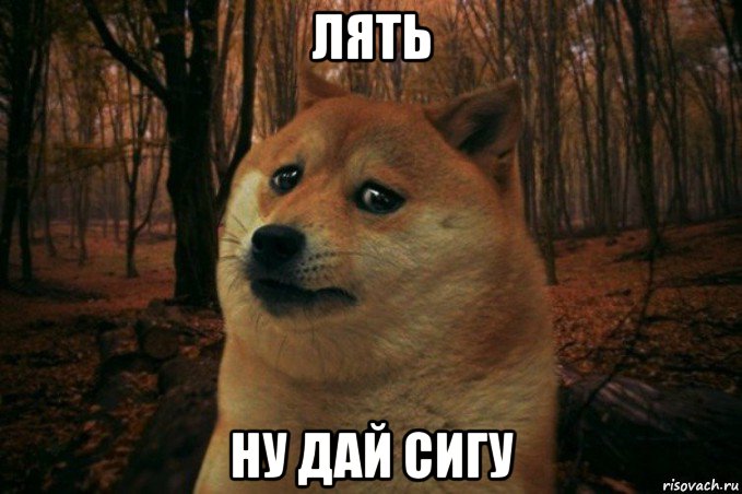 лять ну дай сигу, Мем SAD DOGE