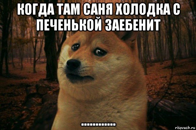 когда там саня холодка с печенькой заебенит ............, Мем SAD DOGE