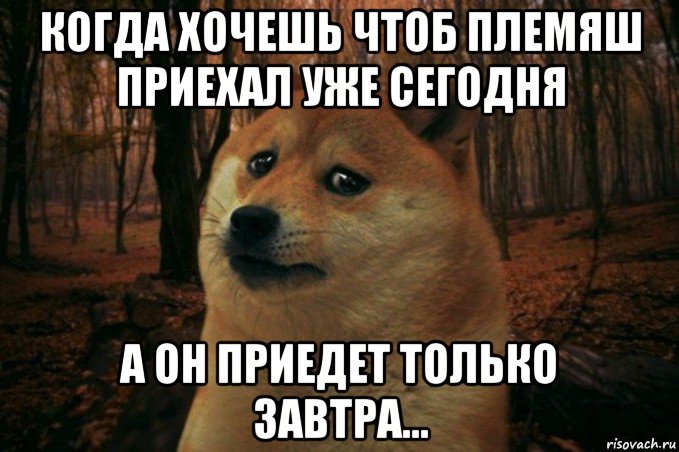 когда хочешь чтоб племяш приехал уже сегодня а он приедет только завтра..., Мем SAD DOGE