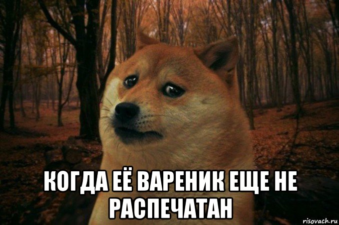  когда её вареник еще не распечатан, Мем SAD DOGE