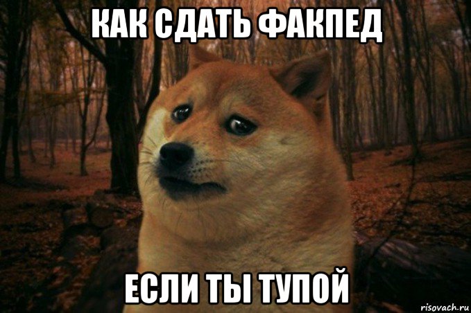 как сдать факпед если ты тупой, Мем SAD DOGE