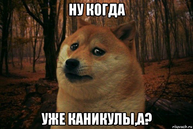 ну когда уже каникулы,а?, Мем SAD DOGE