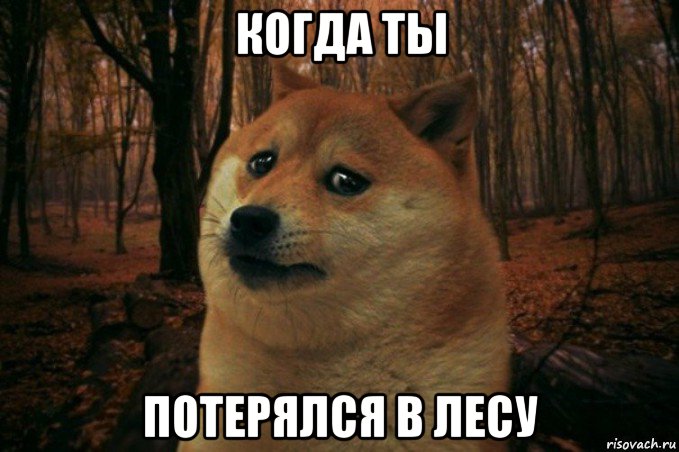 когда ты потерялся в лесу, Мем SAD DOGE