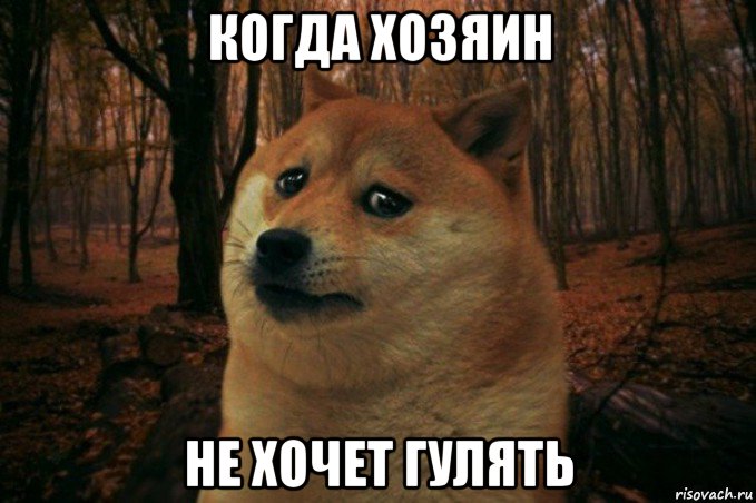 когда хозяин не хочет гулять, Мем SAD DOGE