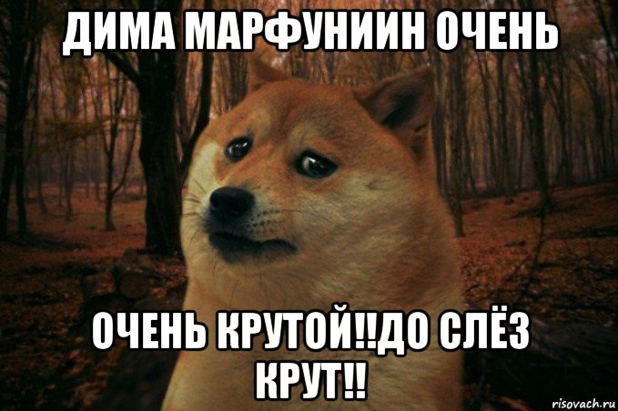 дима марфуниин очень очень крутой!!до слёз крут!!, Мем SAD DOGE