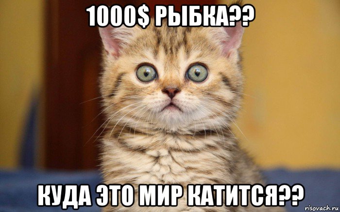 1000$ рыбка?? куда это мир катится??, Мем  удивление