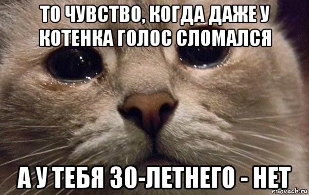 то чувство, когда даже у котенка голос сломался а у тебя 30-летнего - нет, Мем   В мире грустит один котик