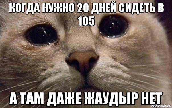 когда нужно 20 дней сидеть в 105 а там даже жаудыр нет, Мем   В мире грустит один котик