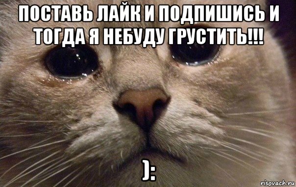 поставь лайк и подпишись и тогда я небуду грустить!!! ):, Мем   В мире грустит один котик