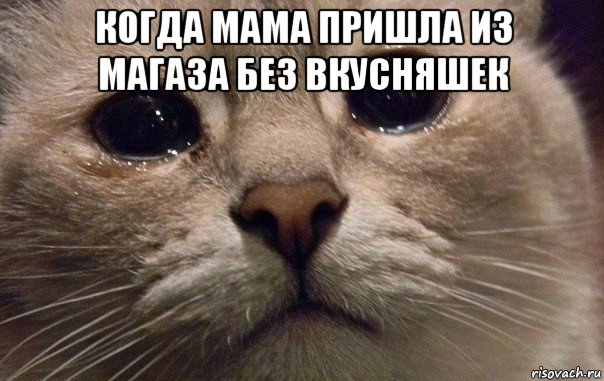 когда мама пришла из магаза без вкусняшек , Мем   В мире грустит один котик