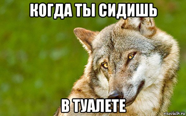 когда ты сидишь в туалете