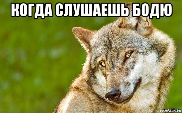 когда слушаешь бодю , Мем   Volf