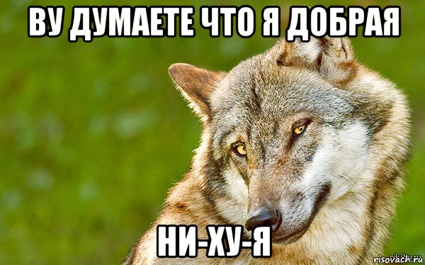 ву думаете что я добрая ни-ху-я, Мем   Volf