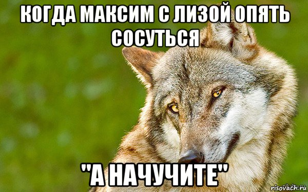 когда максим с лизой опять сосуться "а начучите", Мем   Volf