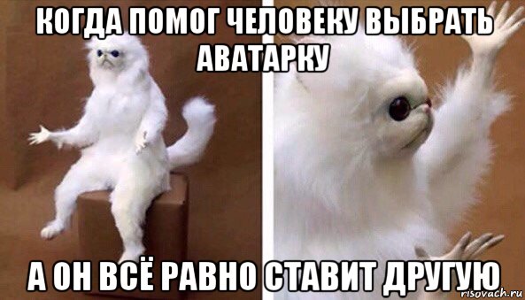 когда помог человеку выбрать аватарку а он всё равно ставит другую, Мем Чучело кота