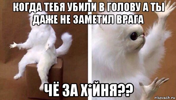 когда тебя убили в голову а ты даже не заметил врага чё за х*йня??, Мем Чучело кота