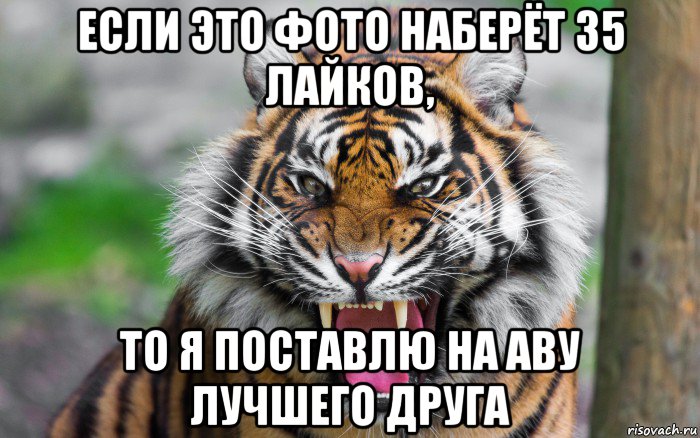 если это фото наберёт 35 лайков, то я поставлю на аву лучшего друга, Мем ДЕРЗКИЙ ТИГР