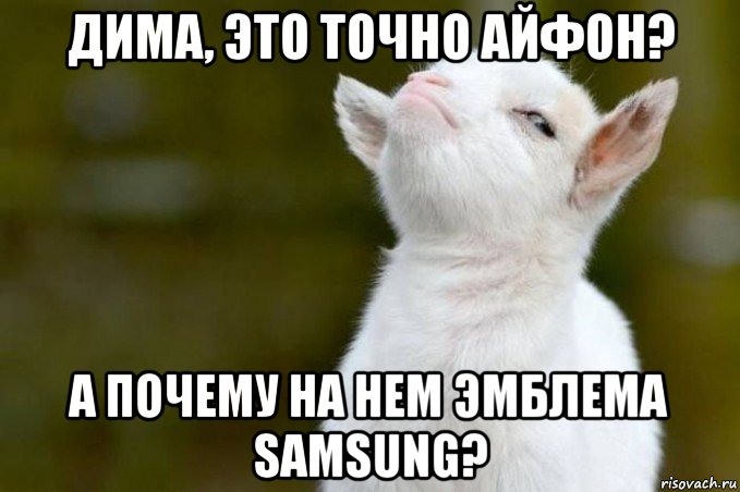 дима, это точно айфон? а почему на нем эмблема samsung?, Мем  Гордый козленок