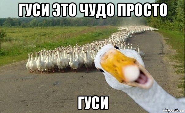 гуси это чудо просто гуси