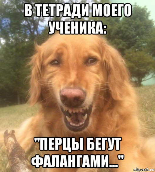 в тетради моего ученика: "перцы бегут фалангами...", Мем   Когда увидел что соседского кота отнесли в чебуречную