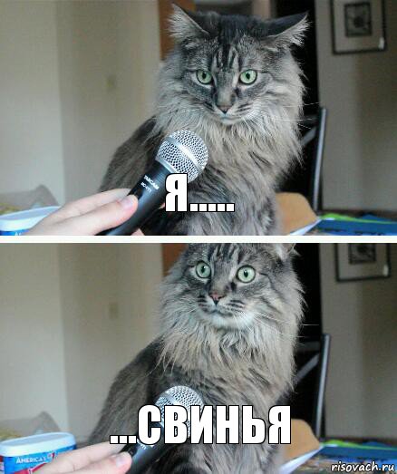 я..... ...свинья, Комикс  кот с микрофоном