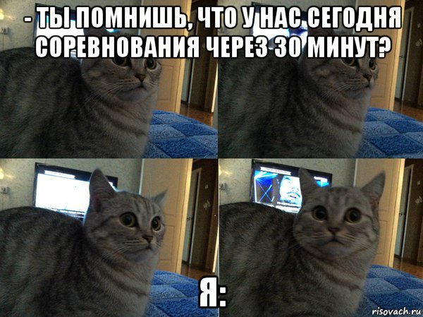 - ты помнишь, что у нас сегодня соревнования через 30 минут? я:, Мем  Кот в шоке